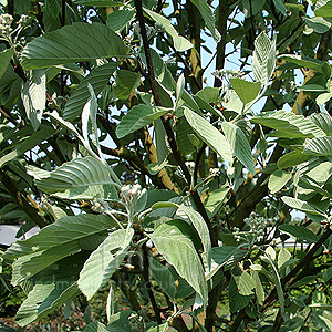 Sorbus Wilfrid Fox