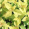 Spiraea Japonica - Gold Mound