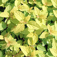 Spiraea Japonica 'Gold Mound' - Spiraea