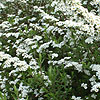 Spiraea - Arguta