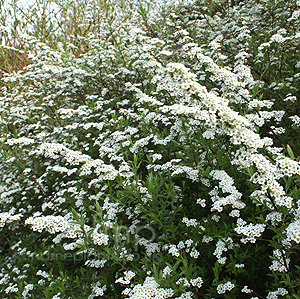 Spiraea 'Arguta' - Bridal Wreath, Spiraea