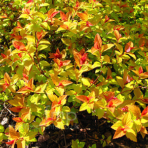 Spiraea Japonica 'Magic Carpet' - Spiraea