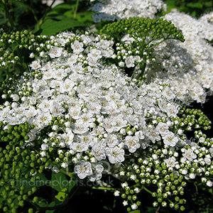 Spiraea Media - Spiraea