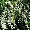 Spiraea Nipponica - Snowmound