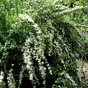 Spiraea Nipponica - Bridal Wreath