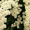 Spiraea Nipponica - Snowmound