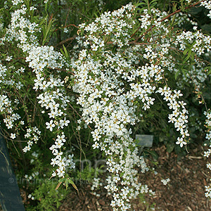 Spiraea Thunbergii - Bridal Wreath, Spiraea