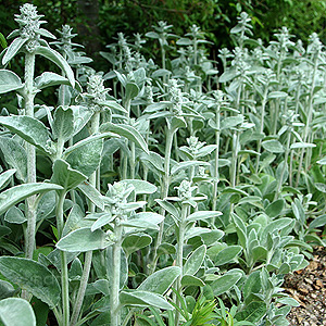 Stachys Byzantina - Lamb's Ears