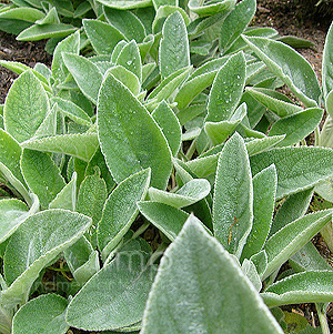 Stachys Byzantina 'Big Ears' - Lamb's Ears