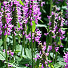 Stachys Officinalis - Hummelo