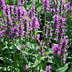 Stachys Officinalis 'Hummelo' - Betony