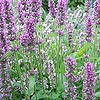 Stachys Officinalis