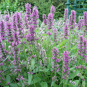 Stachys Officinalis - Common Betony