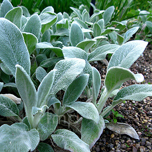 Stachys Byzantina 'Silver Carpet'