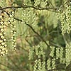 Stachyurus Chinensis