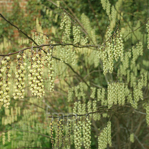 Stachyurus Chinensis - Stachyrus