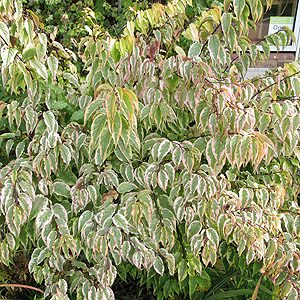 Stachyurus Chinensis 'Joy Forever' - Variegated Stachyrus