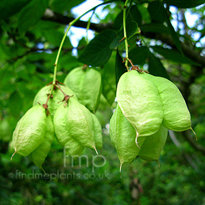 Staphylea 'Hessei'