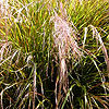 Stipa Arundinacea