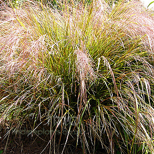Stipa Arundinacea
