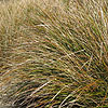 Stipa Arundinacea