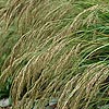 Stipa Calamagrostis