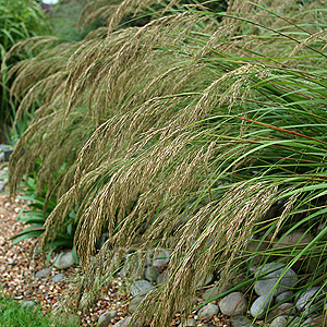 Stipa Calamagrostis - Feather Grass, Stipa
