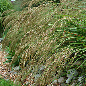 Stipa Calamagrostis - Feather Grass, Stipa