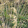 Stipa Gigantea