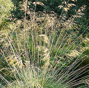 Stipa Gigantea - Spanish Oat Grass