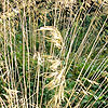 Stipa Gigantea