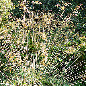 Stipa Gigantea - Spanish Oat Grass, Stipa