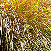 Stipa Splendens