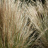 Stipa Tenuissima