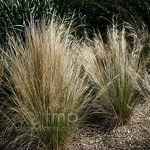 Stipa Tenuissima - Wavy Hair Grass, Stipa