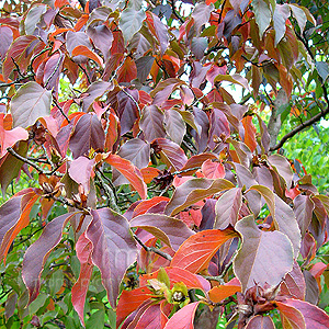 Stuartia Pseudocamellia - Stuartia