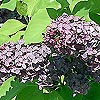 Syringa Vulgaris - Mrs Edward Harding