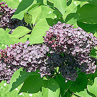 Syringa Vulgaris Mrs Edward Harding' - Lilac