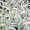 Symphytum X Uplandicum - Variegatum