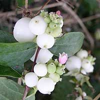 Symphoricarpus Albus - Snowberry