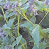 Symphytum Caucasicum
