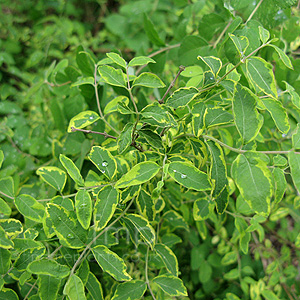 Symphoricarpus Orbiculatus 'Follis Variegatus'