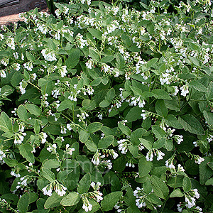 Symphytum 'Album' - Comfrey