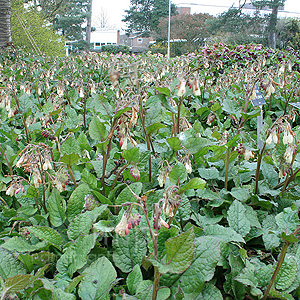 Symphytum Grandiflorum - Comfrey, Symphytum