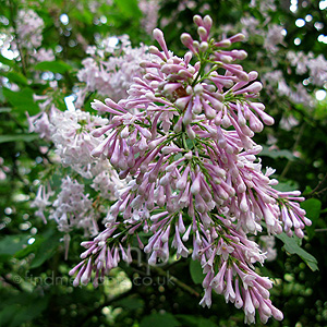 Syringa X Prestoniae 'Audrey'