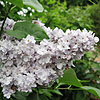 Syringa - Cora Brant