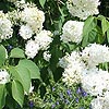 Syringa Vulgaris - Madame Lemoine