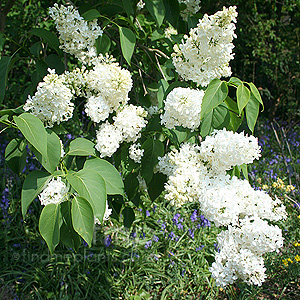 Syringa Vulgaris 'Madame Lemoine' - Lilac