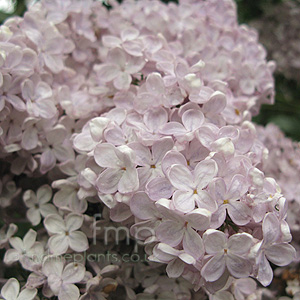 Syringa Vulgaris 'Mme F Morel'