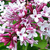 Syringa Pubescens - Superba